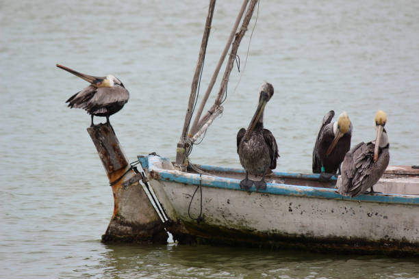 istock pelican a large water bird 1717116654
