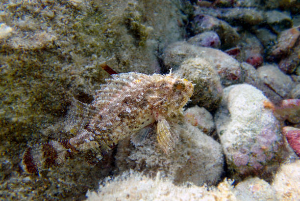 istock Black Scorpionfish - (Scorpaena Porcus), Undersea photography 1717117231