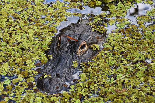 A captivating close-up encounter with an alligator in its natural habitat, set amidst the untamed beauty of the Everglades National Park in Miami, Florida, USA.