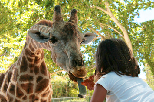 A heartwarming portrait capturing the innocence of a little girl feeding leaves to a majestic giraffe up close, showcasing the enchanting connection between humans and the wild.