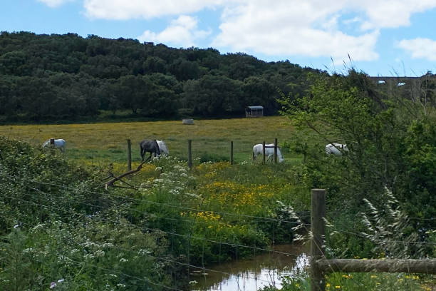 istock Horses graze in the field 1717120362
