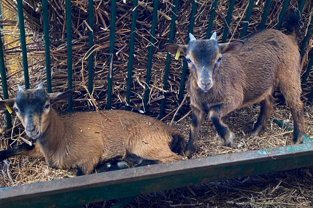 istock Cute little goats in a paddock 1717120911