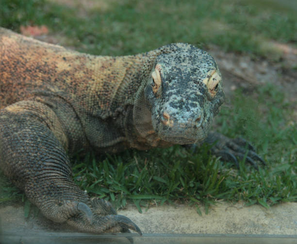 istock Huge iguana close up, big lizard on green grass 1717122612