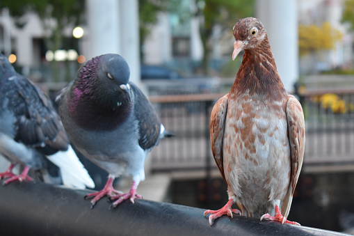 A close-up view of a pigeon, a common urban bird, as it struts on city streets, showcasing its iridescent feathers and distinctive, watchful gaze.