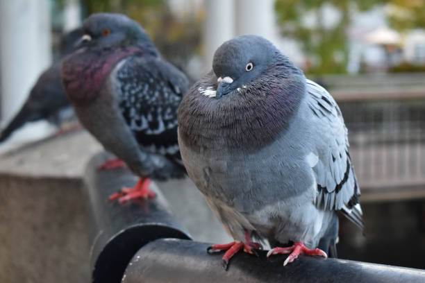 istock Pigeon close up, bird on city streets 1717129894