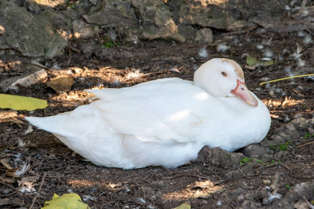 istock A white goose in Lisbon park 1717130471
