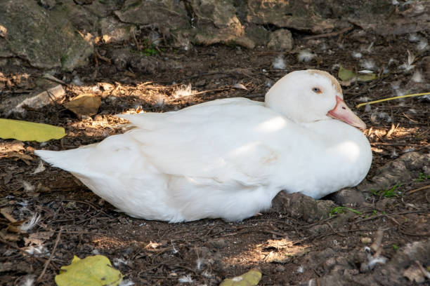 istock A white goose in Lisbon park 1717130497