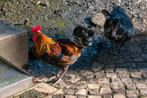 istock Wild roosters in a city park 1717131612