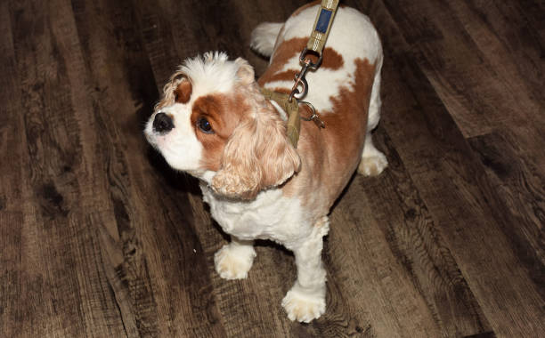 istock Cavalier King Charles Spaniel dog breed 1717131624