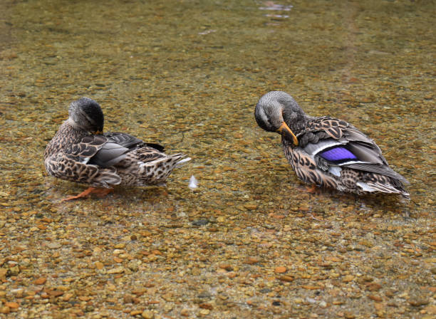istock Two ducks clean their feathers in shallow water, wild animals 1717132739