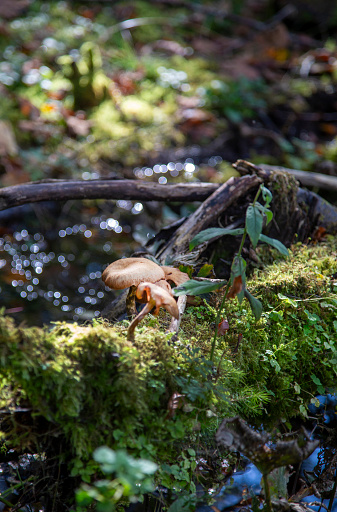 Armillaria mushrooms growing on a moss covered tree trunk in a forest