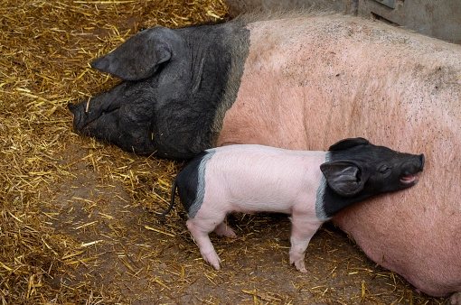 Mother sow sleeping and hungry piglet in the barn