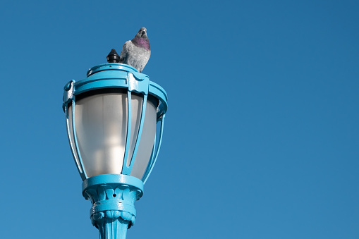 A pigeon perches gracefully on a streetlight against a vibrant, colorful background, leaving ample space for text.