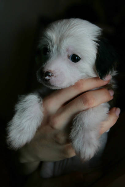 istock Tiny Chinese Crested dog, cute small happy puppy portrait 1717144155