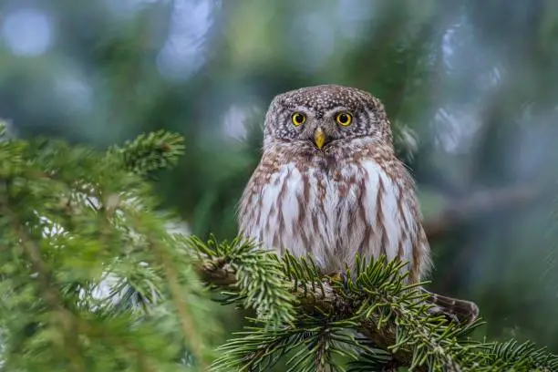 Owl on the branch