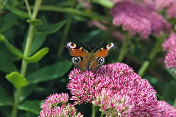 Butterfly on pink flower