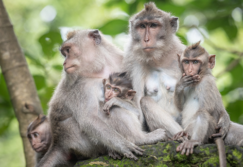 Macaque monkeys at Ubud Monkey Forest Sanctuary in Ubud, Bali, Indonesia.