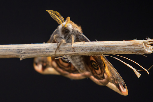 Emperor Moth