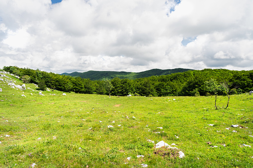Mountain meadow in early summer in Croatian coastal mountains.