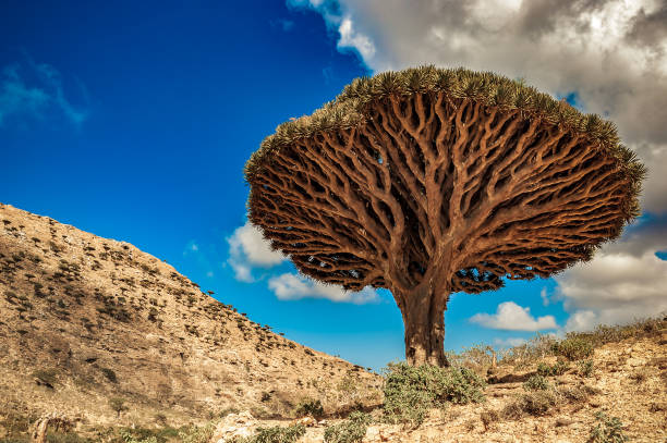 Dragon trees on Socotra Island, Yemen