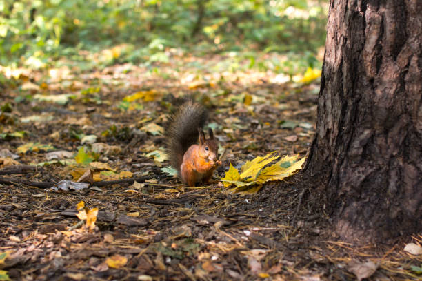 istock a squirrel near a tree eats nuts. Autumn fallen yellow foliage 1717160251
