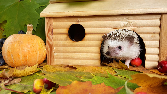 hedgehog pet going out from wooden house in autumn forest.  Hedgehog pet home care