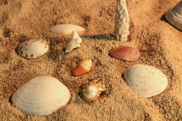 istock seashell on the sand of a beach 1717162611