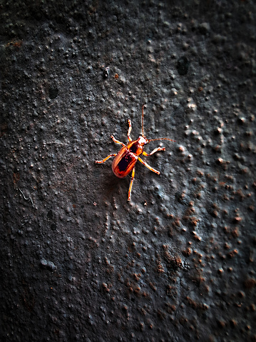 small golden beetle posing on the wall