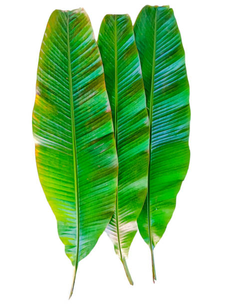 istock Banana leaf isolated on white background 1717179769