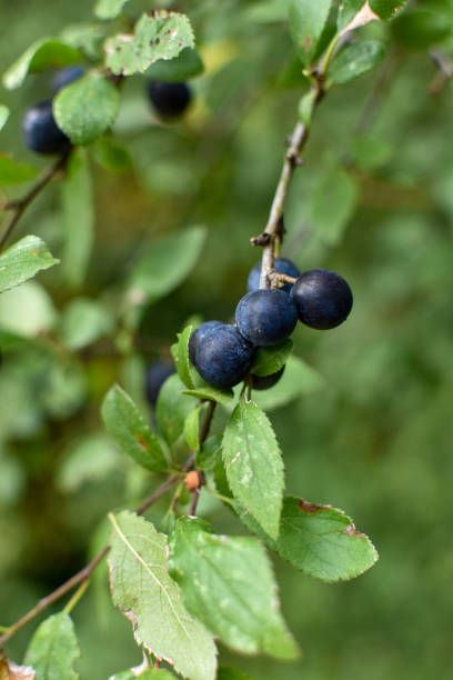 istock Ripe sloe berry fruit on a blackthorn tree 1717180346