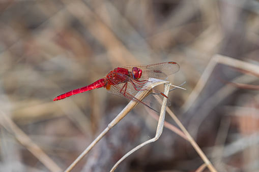 male red-veined dropwing, (Trithemis arteriosa), perched on dry grass