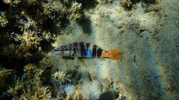 istock Painted comber (Serranus scriba) undersea, Aegean Sea 1717189061