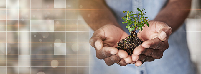 Soil, overlay and hands of business person for investment, agriculture and economy. Health, profit and future with closeup of employee and plant on banner for hope, sustainability and earth day