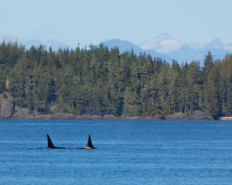 Group of orca (killer whales) moving together in a costal landscape