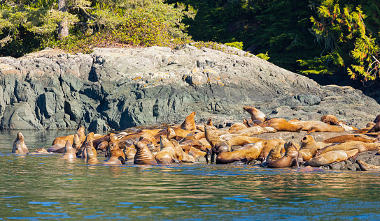 A post-breeeding aggregation of male Steller Sea Lions, Eumetopias jubatus, hauled out and relaxing in the autumn sun on a rocky islet off Vancouver Island, British Columbia, Canada