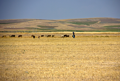 Sarda Sheep Pasture in Sardinia - Italy