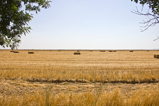 Hay, stacks bales with wheat, field after harvest with hay rolls Agriculture. Grain crop, harvesting yellow wheat and blue sky, Ukraine.