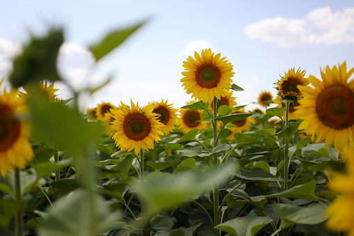 Flowers: Sunflower Isolated on White Background