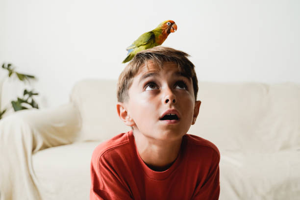 행복한 아이 소년과 앵무새 새가 집에서 함께 즐거운 시간을 보내고 있다 - 주인과 애완동물 관계, 이국적인 동물 개념 - agapornis 뉴스 사진 이미지