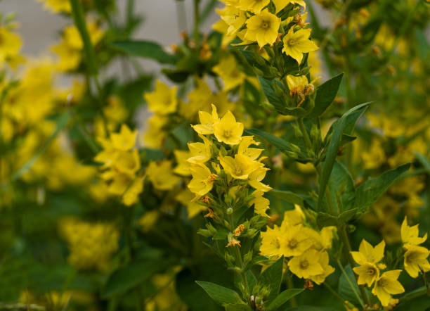 istock Felberich Stained Gold, yellow flowers 1717227020