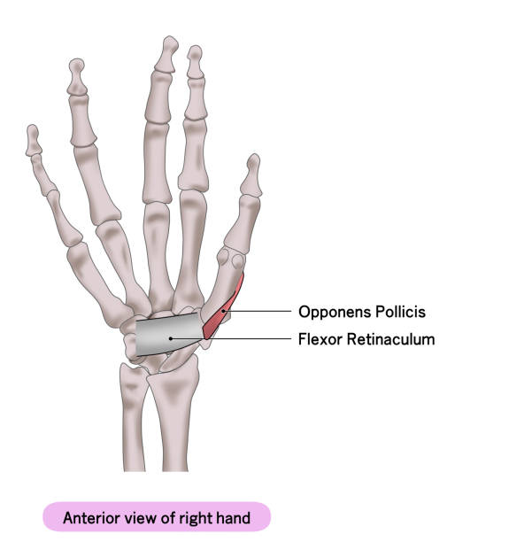 prosta ilustracja mięśni dłoni prawej ręki - opponens pollicis stock illustrations