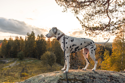 Dalmatian dog staring