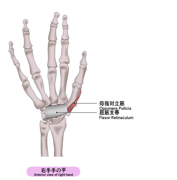 prosta ilustracja mięśni dłoni prawej ręki - opponens pollicis stock illustrations