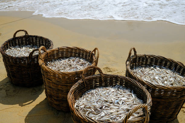 istock Anchovies 1717229662