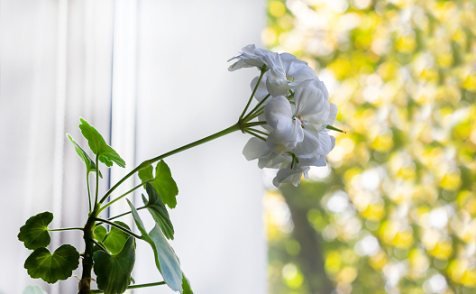 Sunny window with white geranium flowers. It's a sunny day outside. bokeh