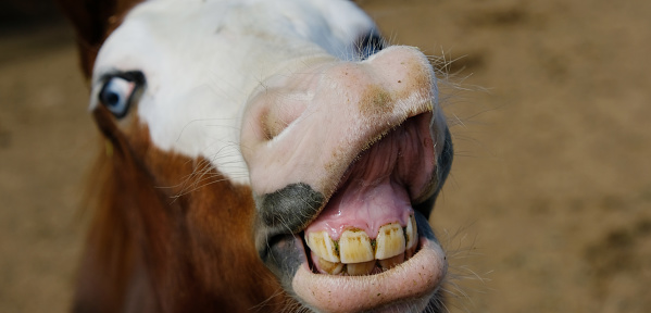 close-up shot of cute horse smiling at camera with flehmen response animal behavior