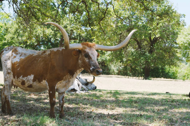 istock Texas longhorn cows in pasture 1717237254