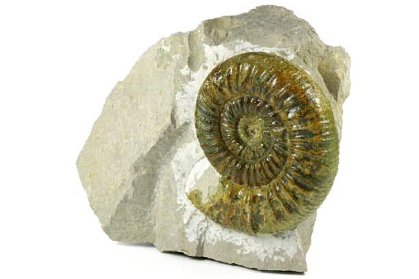 istock fossil Ataxioceras genuinum ammonite from Upper Palatinate, Germany 1717246524