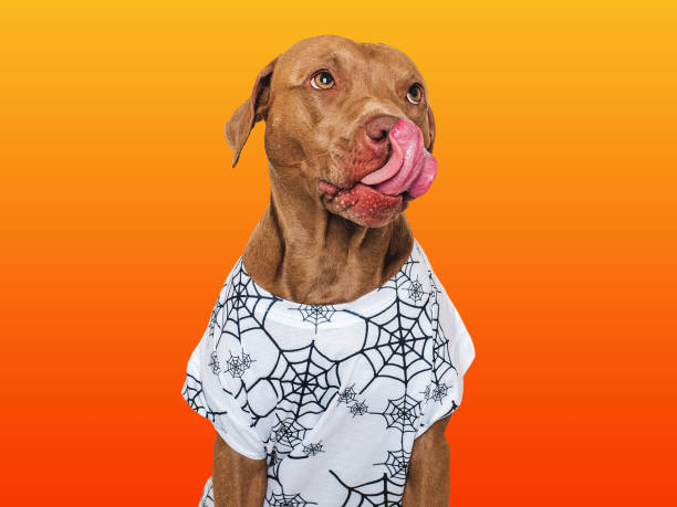 istock Charming dog and a T-shirt with cobwebs 1717257829