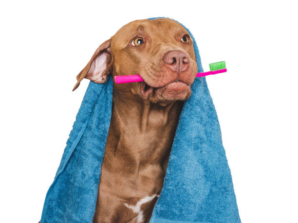 istock Cute brown dog, blue towel and toothbrush 1717258368